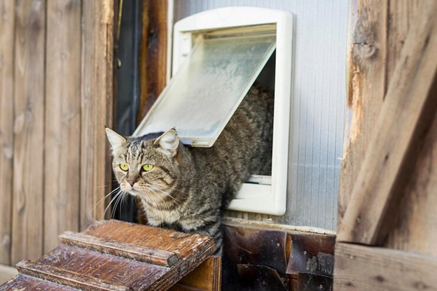 The Ultimate Guide to Installing a Cat Flap in Your Home